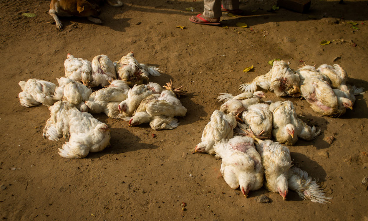 Bird flu outbreak in AP triggers strict measures