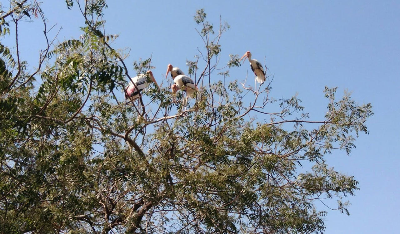 Migratory birds stay away from Khammam’s Chintapalli for third year