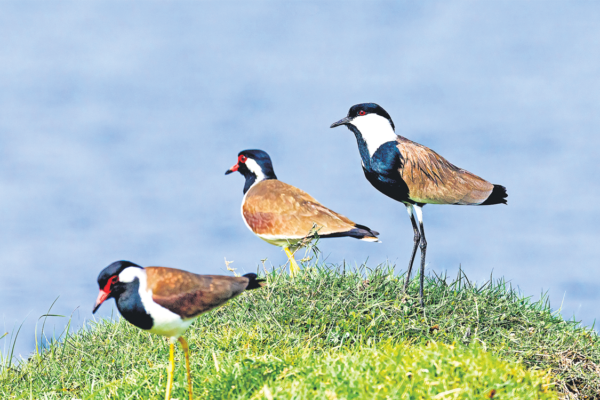 From Switzerland to Delhi, rare bird draws fans to Ammavaripet Lake