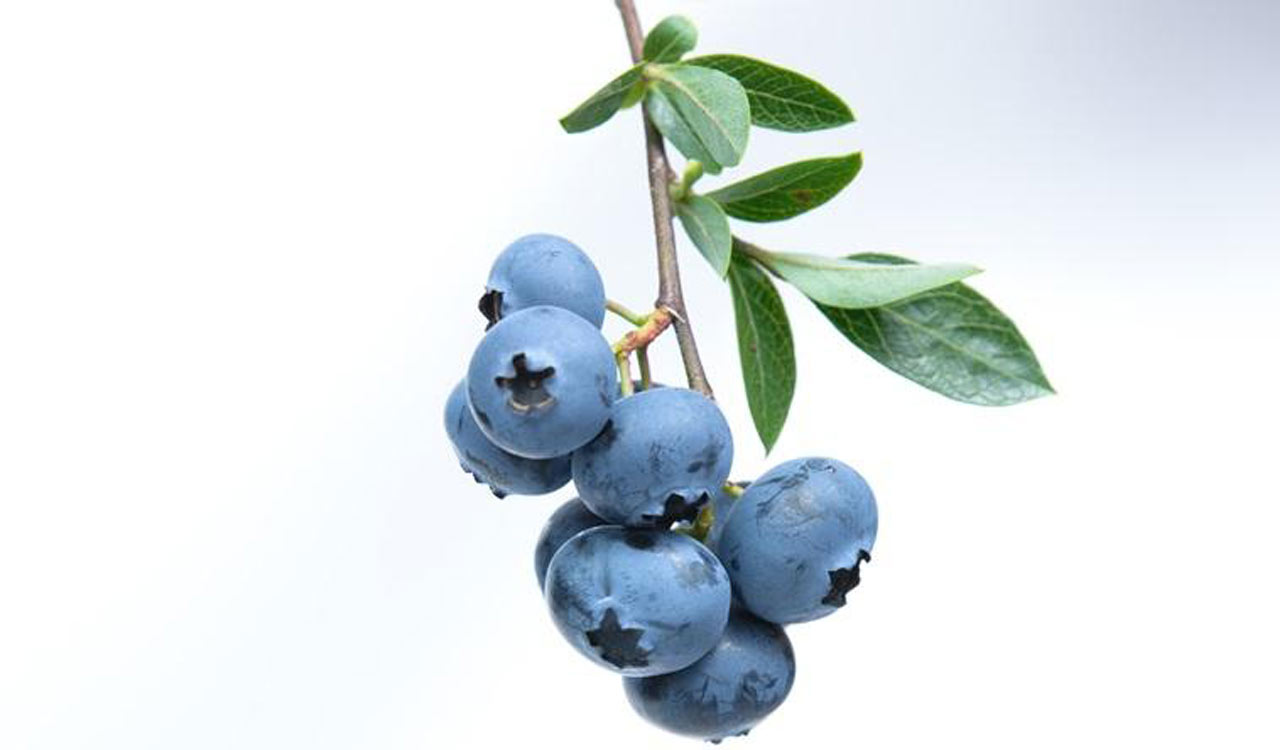 Researchers explain why blueberries are blue in colour