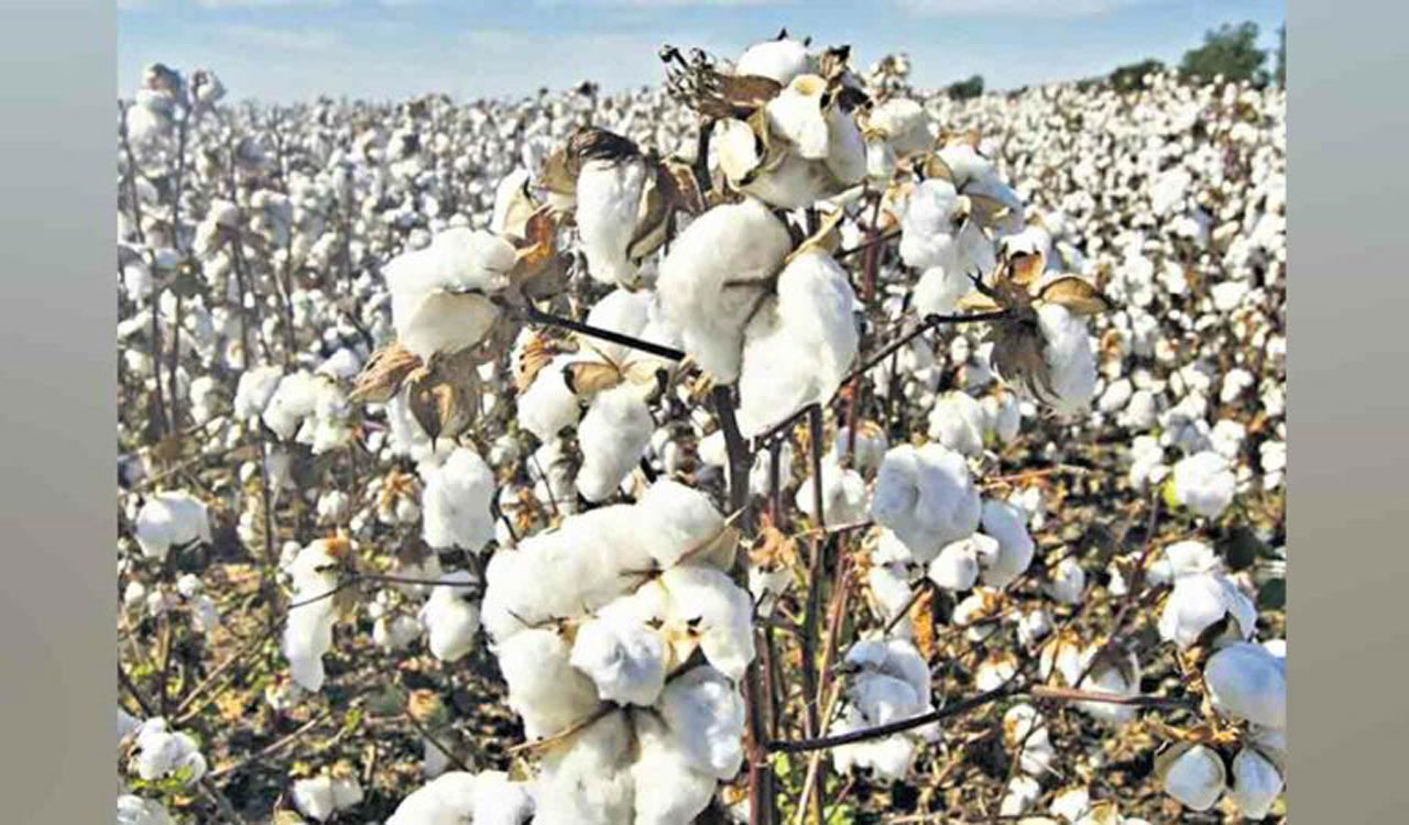 Telangana: CCI procures 12.31 lakh tonnes of cotton