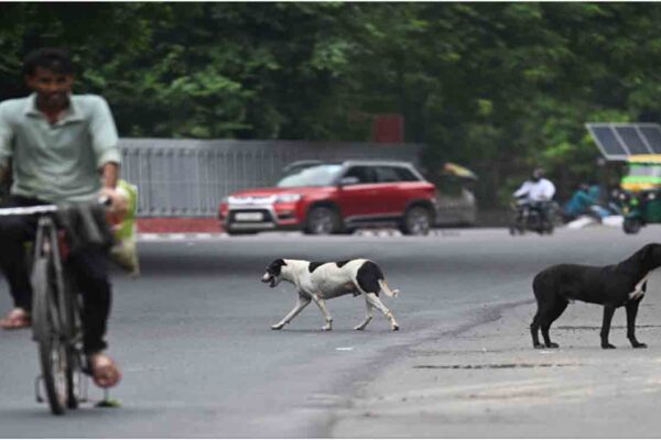 Car runs over dog in Goa, one booked