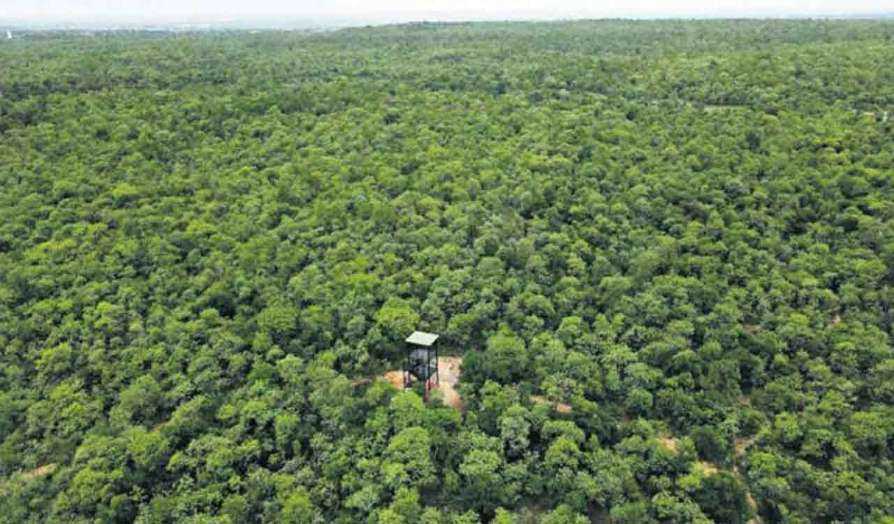 Editorial: Re-look at forest conservation