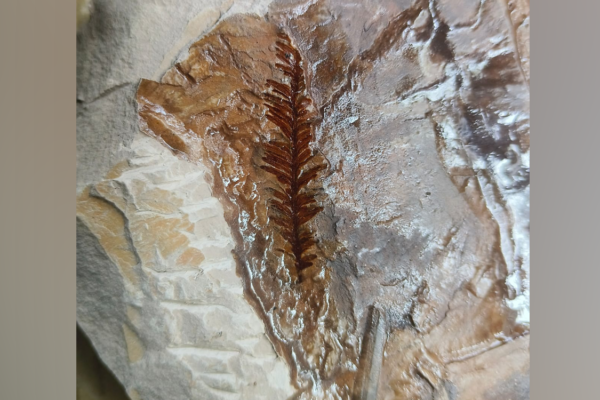 Fossil wood dating to 65 million years discovered in Asifabad