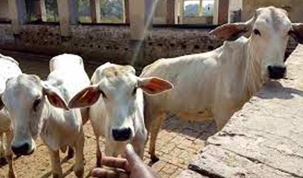 Varanasi to have country’s first conservation centre for Gangatiri cows