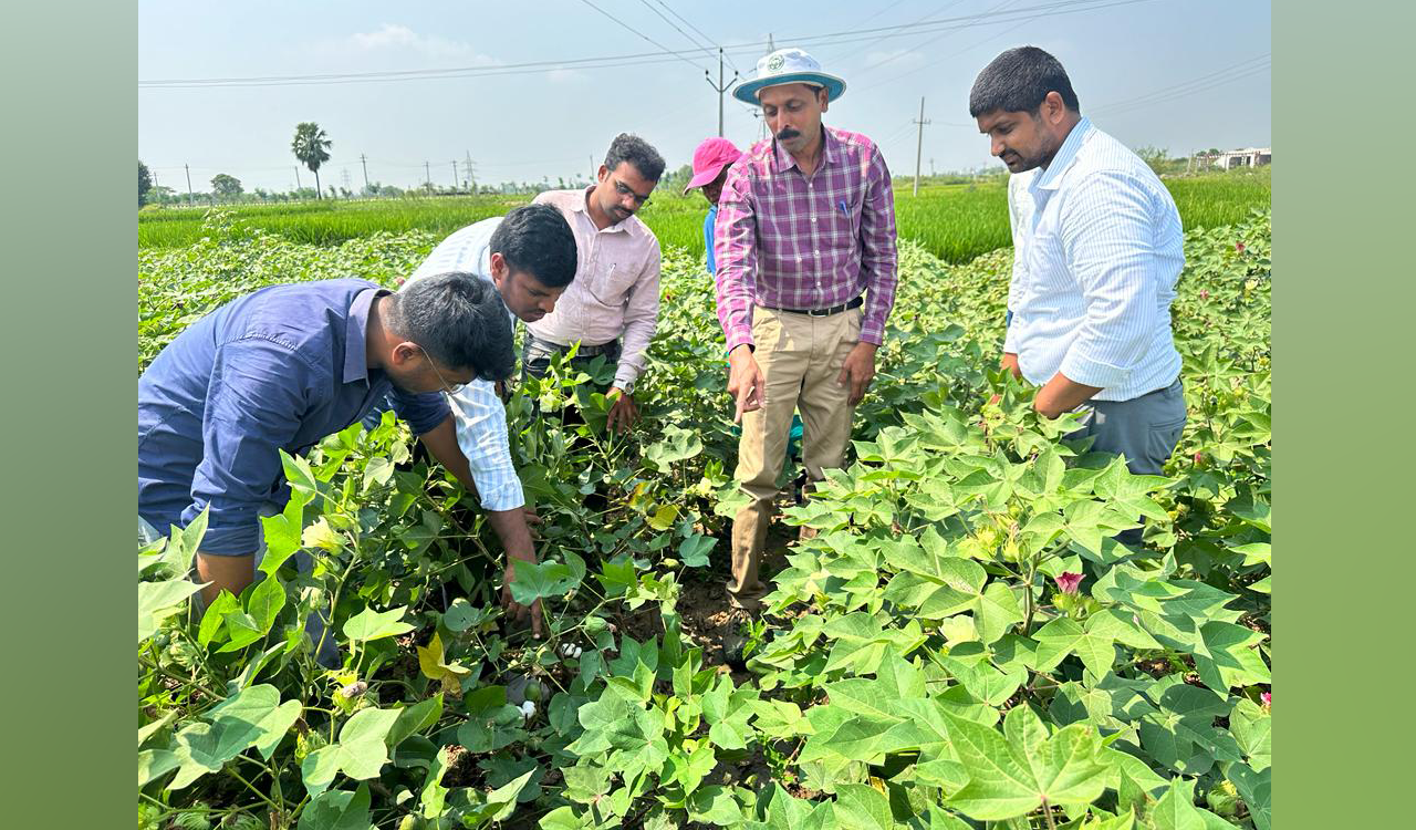 High-density cultivation enhances income of farmers in Siddipet