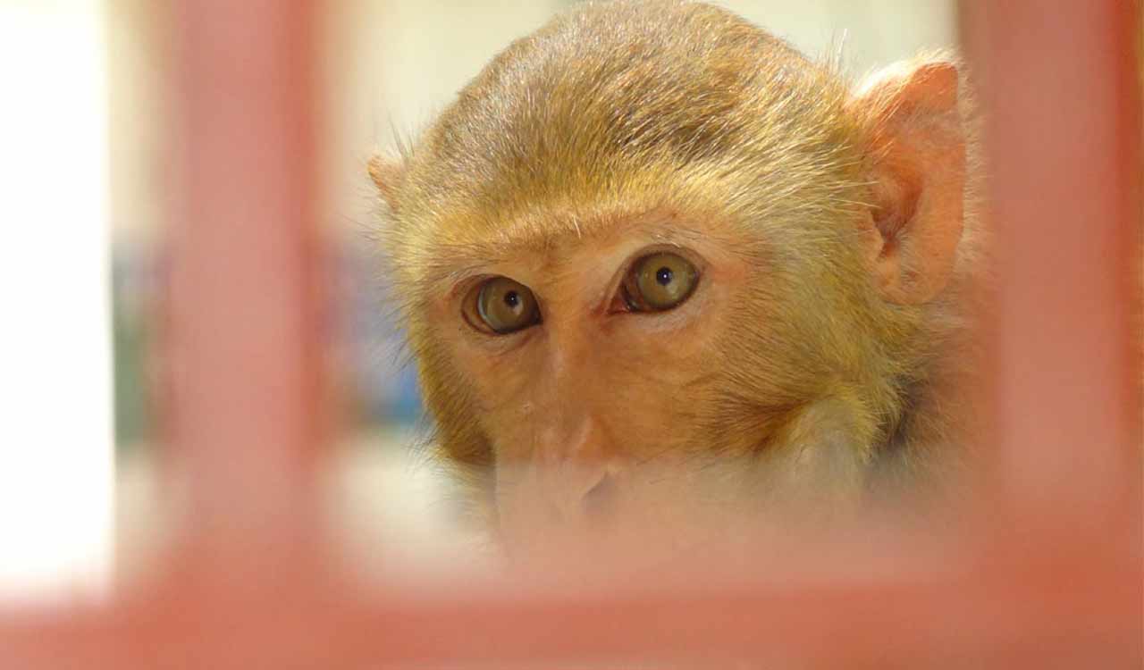 Monkey fever spreads in Karnataka, 21 cases reported