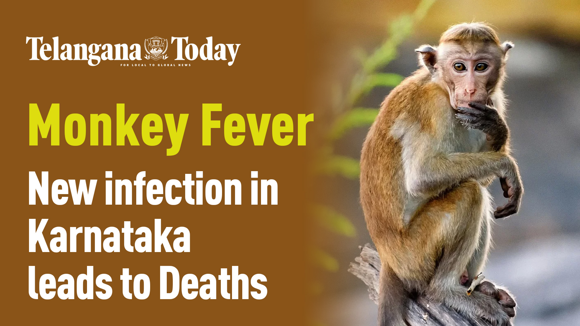 Monkey Fever in Karnataka: 103 Active Cases | Karnataka Health Minister Dinesh Gundu Rao