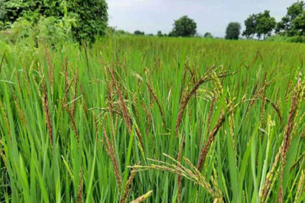 Telangana: Chouhan visits paddy purchase centres, mills