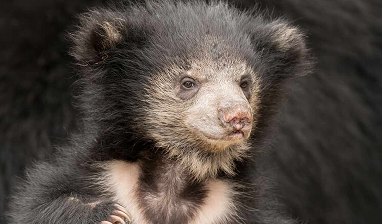 Karimnagar: Sloth bear visits in residential area in Manakondur