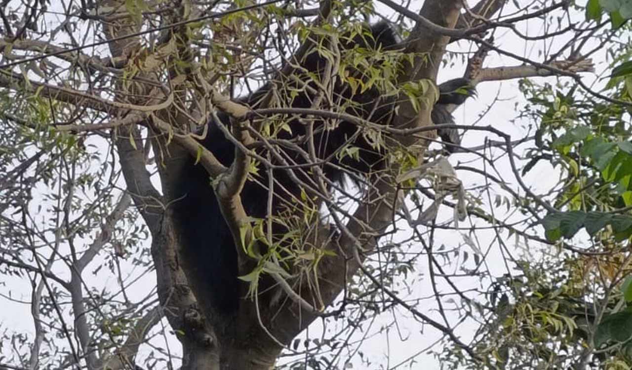 Karimnagar: Sloth bear visits residential area in Manakondur