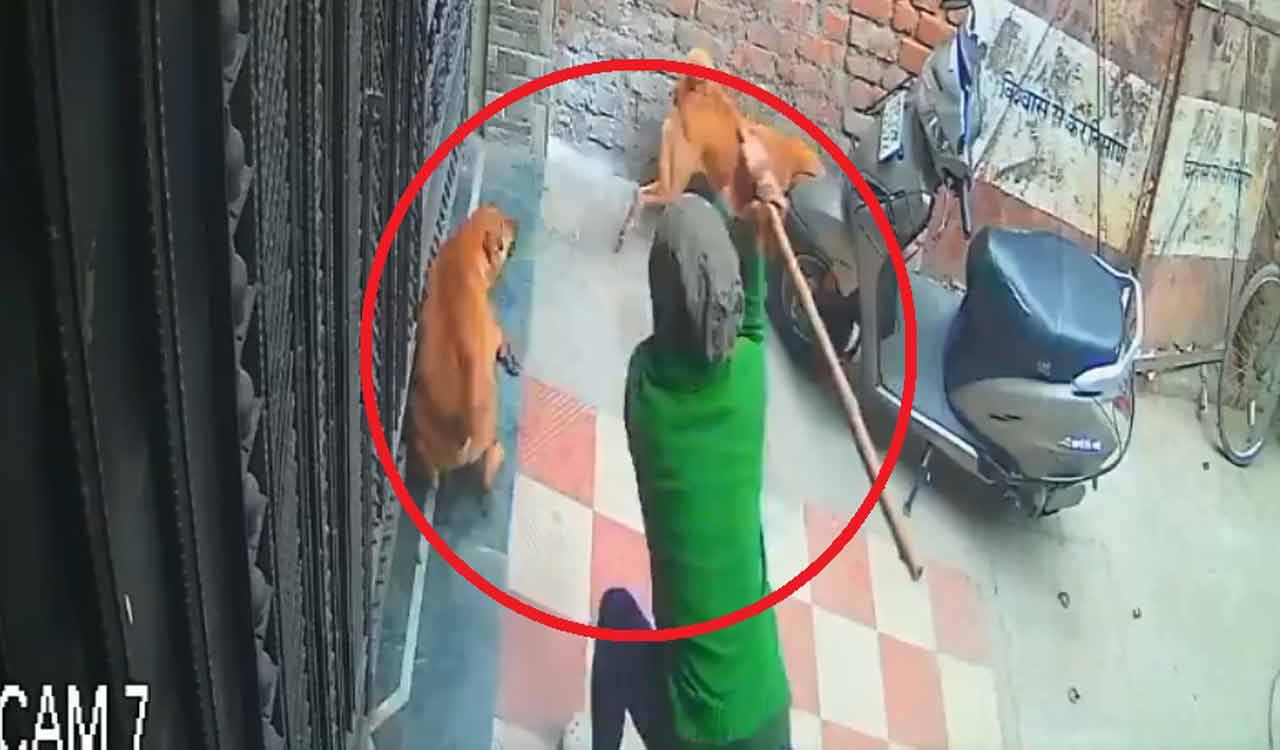 Watch: Three charged for assault on stray dog captured in viral video