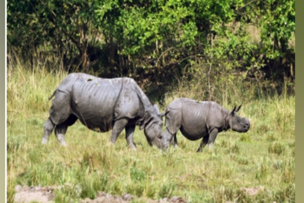 Researchers use pollen from Kaziranga National Park to decode climate change