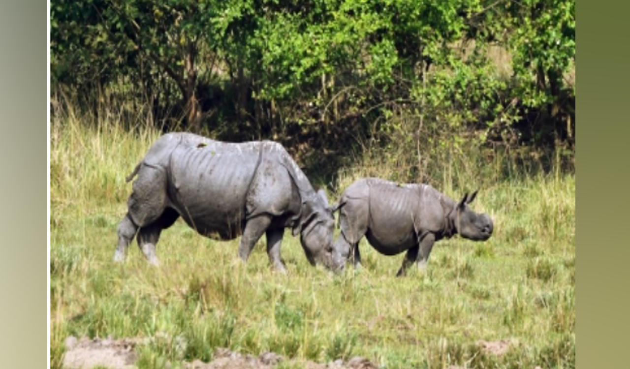 Researchers use pollen from Kaziranga National Park to decode climate change