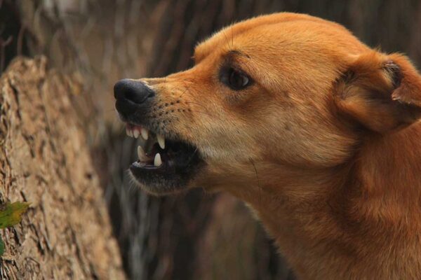 Shocker: Man thrashed, bitten by dog for asking owner to keep pet on leash