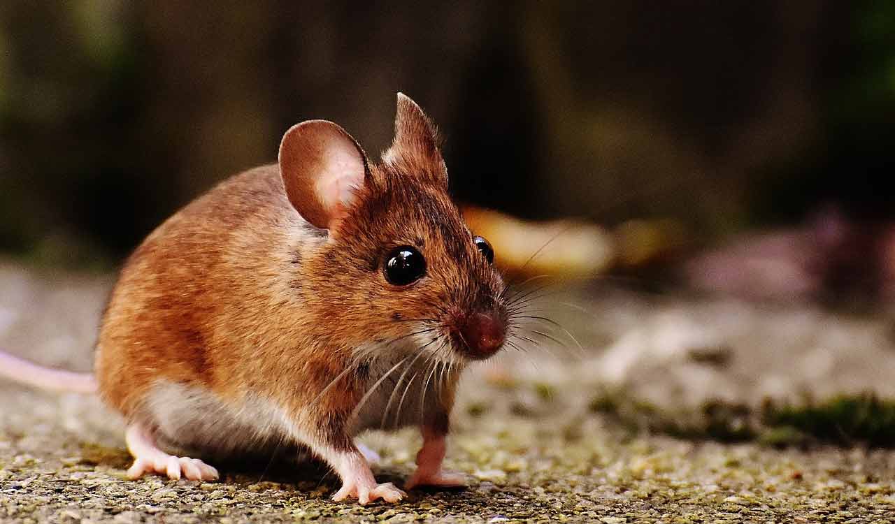 Rats nibble at patient in Govt hospital ICU in Kamareddy