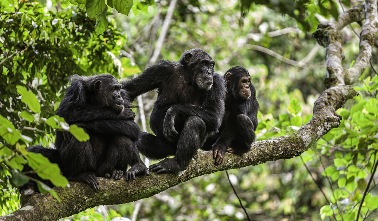 Researchers find four species of apes playfully tease each other