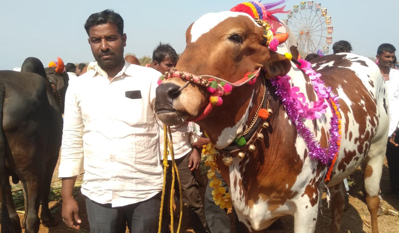 Farmer buys bull for Rs 1.65 lakh in Nyalkal cattle fair