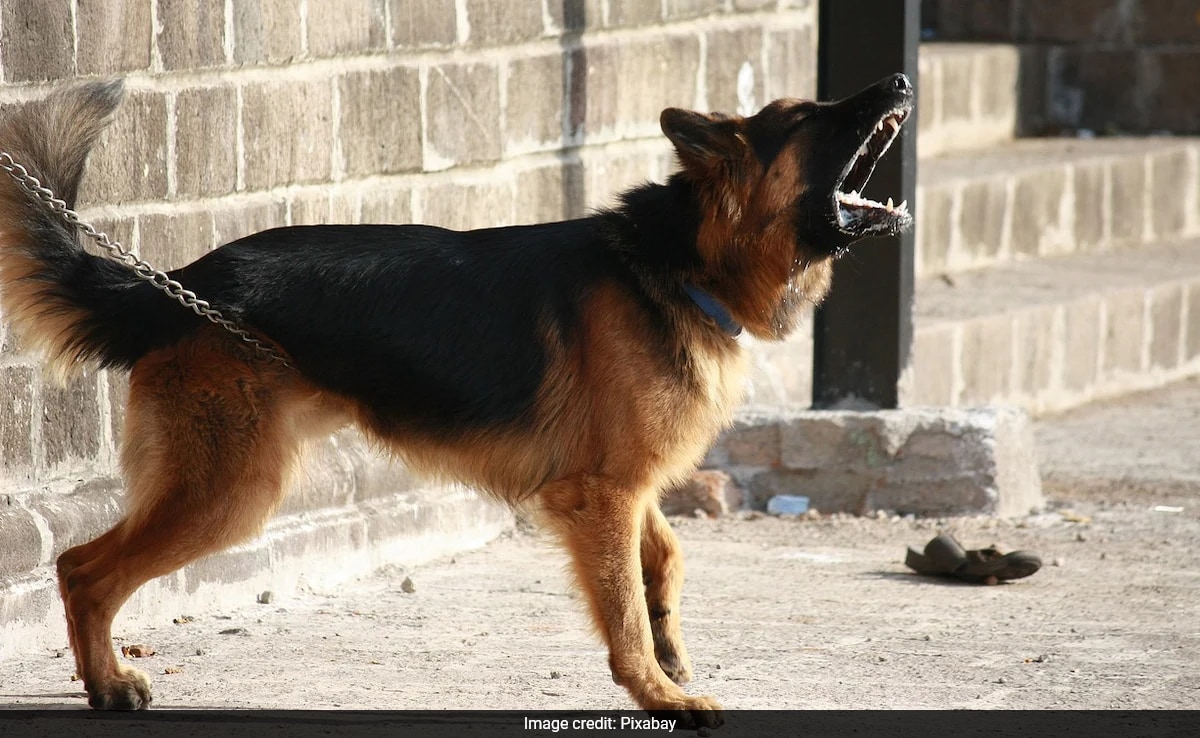 How Pet German Shepherd Led Rescue Teams To Missing Tourists Who Died On Walking Trail