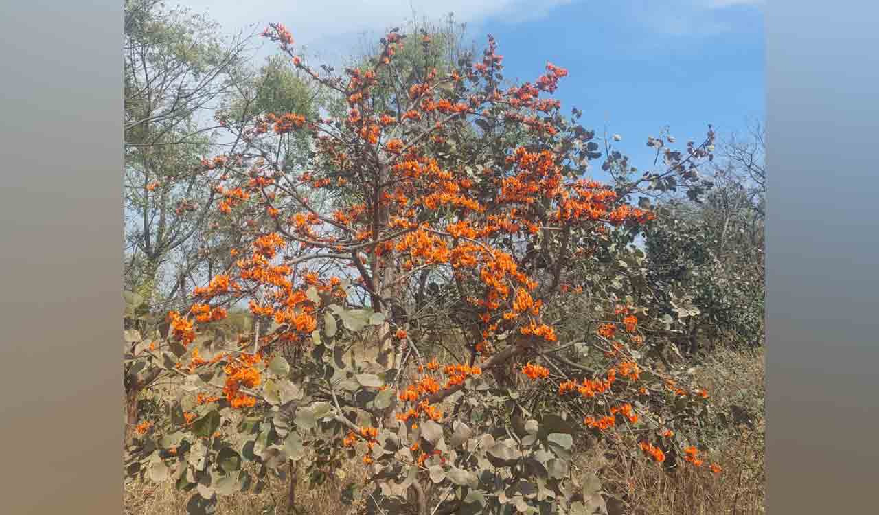 Telangana: Moduga Chettu blooms early in Sangareddy, Vikarabad