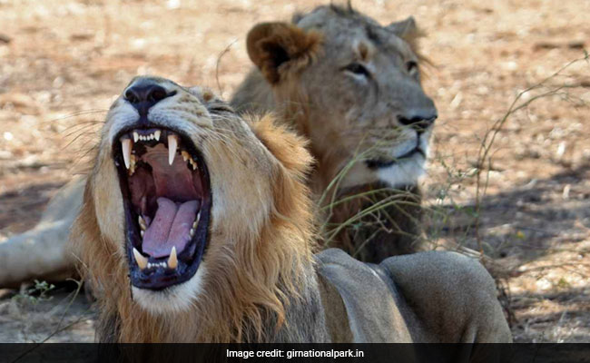 555 Asiatic lions Died In 5 Years, No Increase In Mortality Rate: Centre