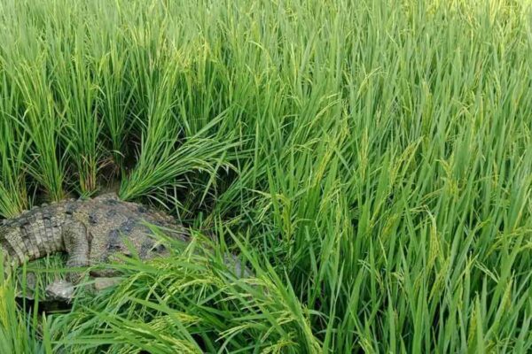 Watch: Crocodile rescued and released in Nagarjunasagar