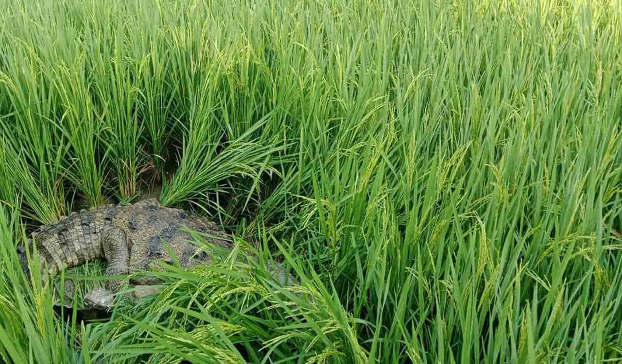 Watch: Crocodile rescued and released in Nagarjunasagar