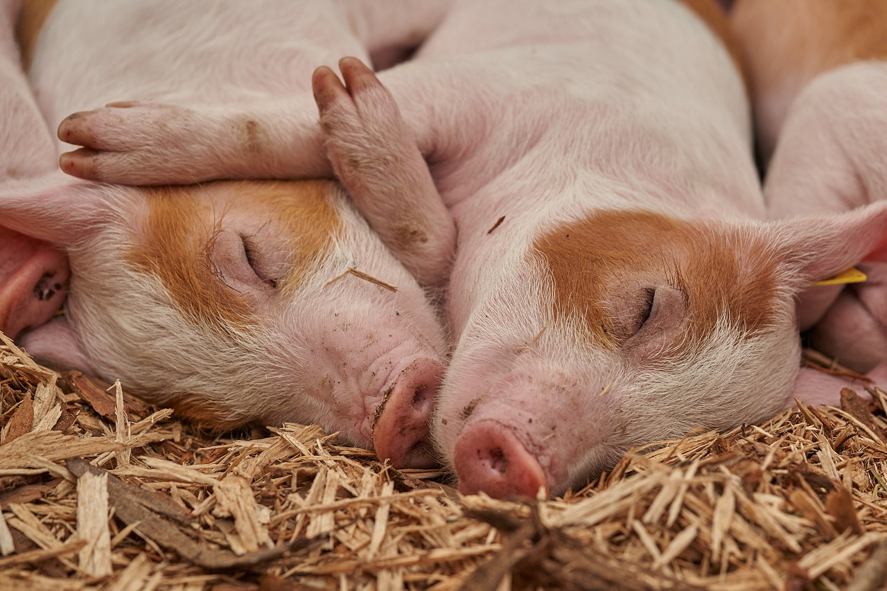 From Bartending To Pampering Pigs: French Barmaid Becomes A Pig Pedicurist