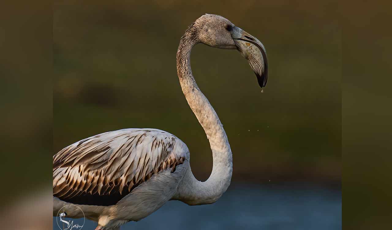 This rare visitor turns Hyderabad’s Kishtareddypet Lake into birding hotspot