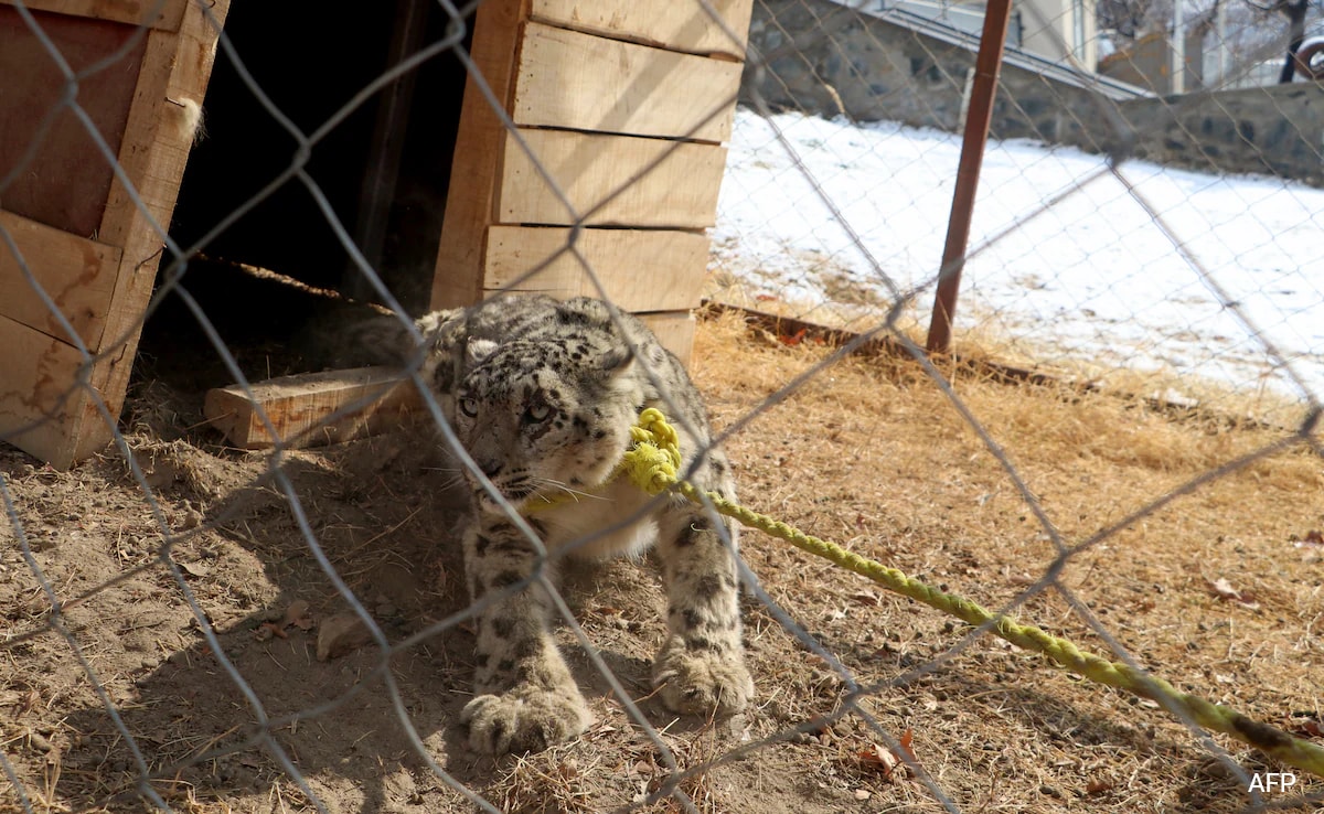 Rare Snow Leopard Captured In Afghanistan After Livestock Killings