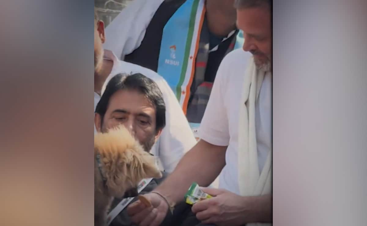 "How Have Dogs Harmed BJP?": Rahul Gandhi Responds To Viral Puppy Video