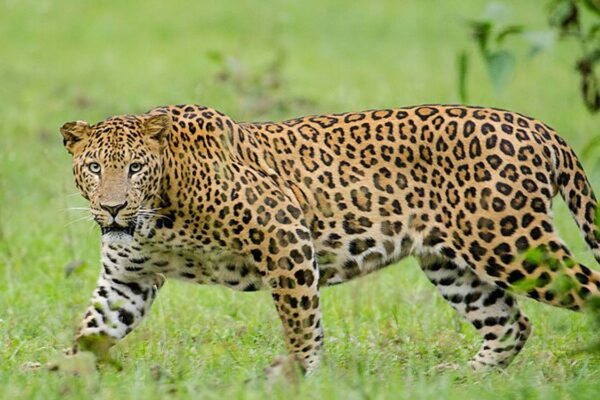 With 1.08 percent per annum growth, leopard population in India at 13,874