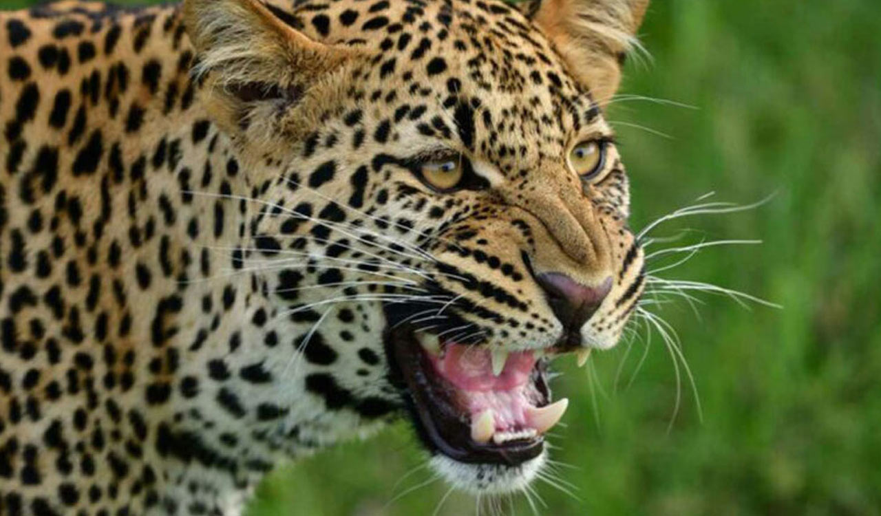 Leopard sighted close to human habitations in Medak