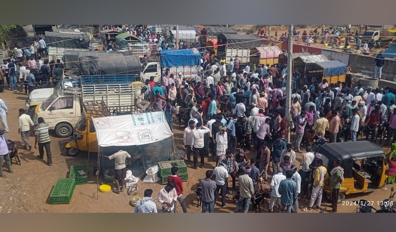 A bitter pill for devotees of Sammakka-Saralamma jatara