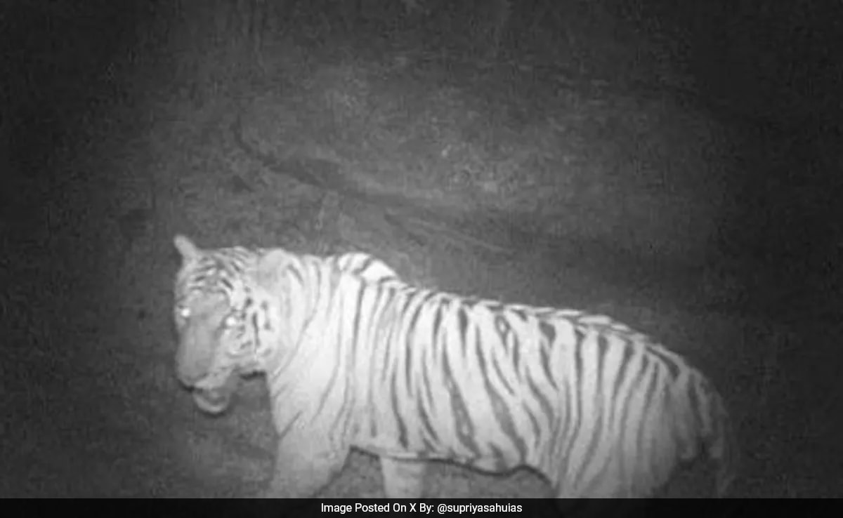 Camera Trap Records 2 Tigers After Gap Of 50 Years In Tamil Nadu Reserve