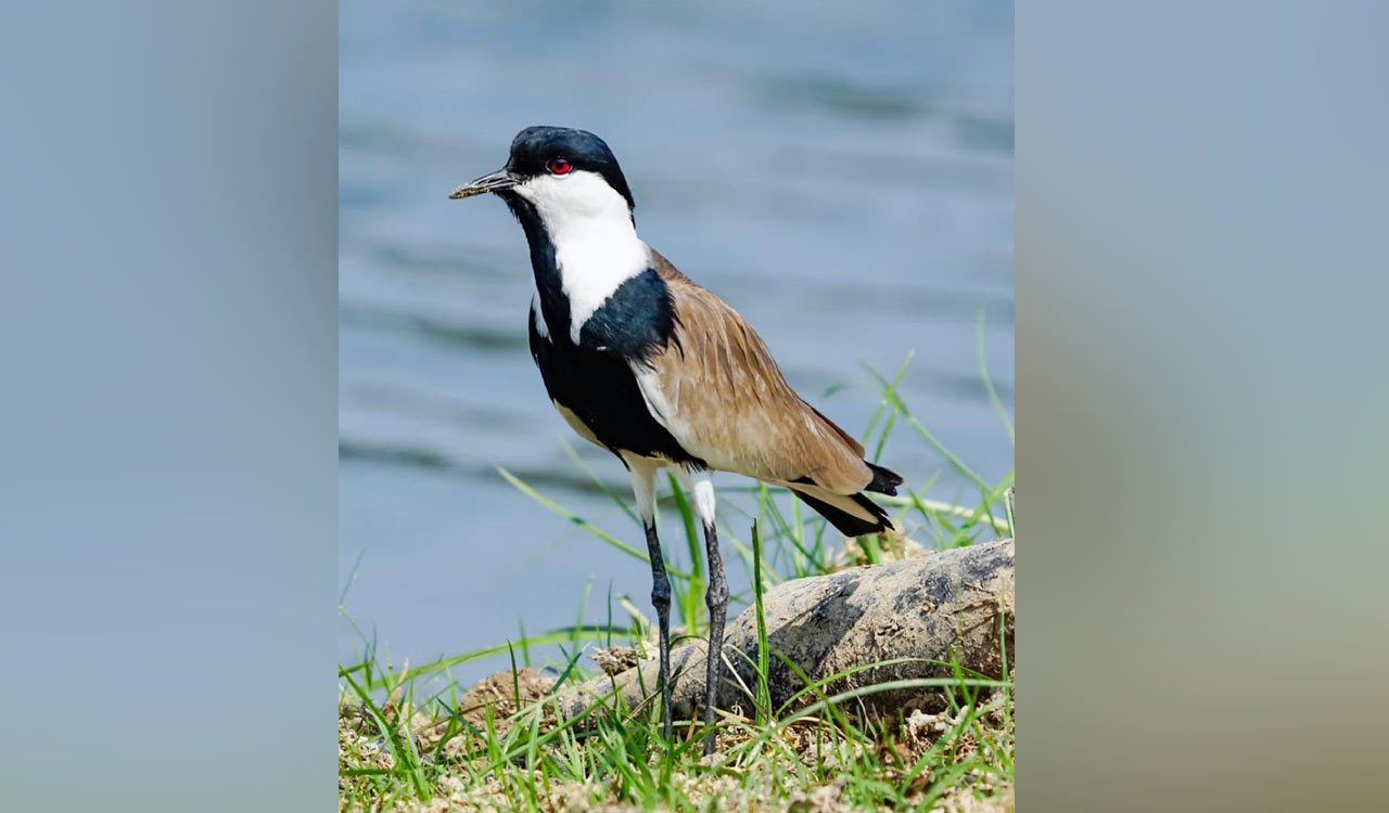 Rare bird spotted in Telangana’s Warangal