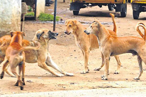 GHMC to form a comittee with NGOs to mitigate stray dog attacks