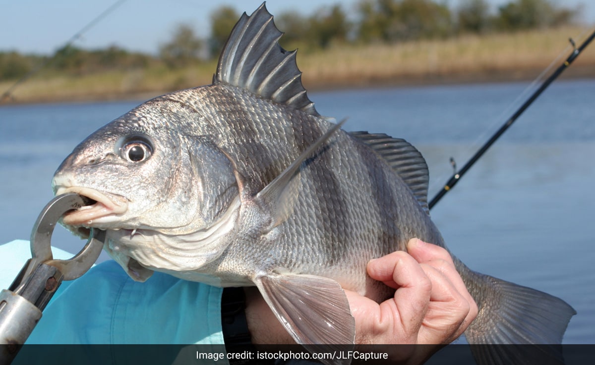 Noisy Fish Sex Keeping Florida Residents Up All Night: Scientist