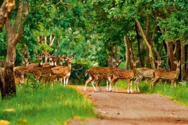 Visit these wildlife sanctuaries in Telangana with family this summer