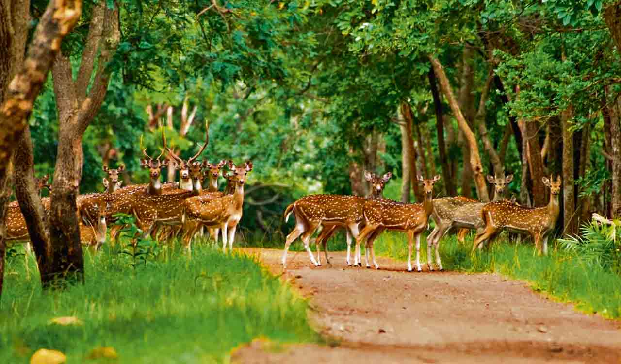 Visit these wildlife sanctuaries in Telangana with family this summer