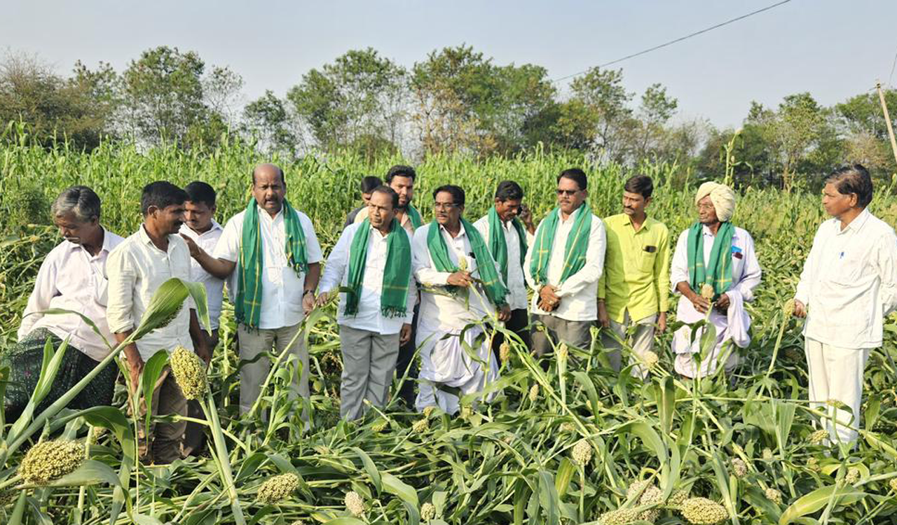 Carry out crop damage enumeration effectively: Zaheerabad MLA