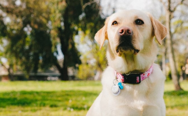 Dogs Can Detect PTSD Episodes By Smelling Humans' Breath: Study