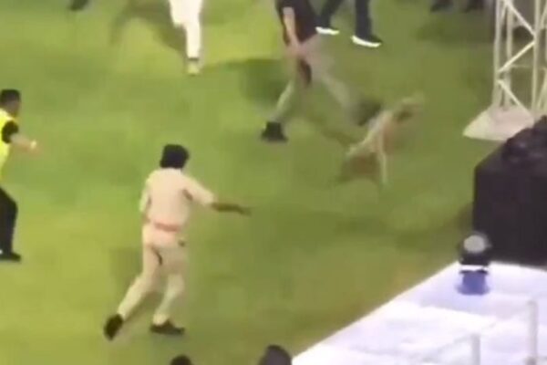 Dog 'Chased, Kicked, Punched' During IPL Game, Incident Draws Criticism