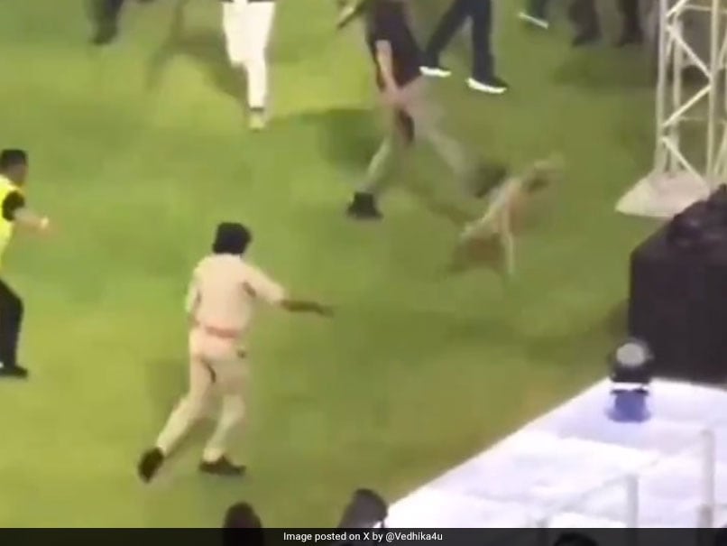 Dog 'Chased, Kicked, Punched' During IPL Game, Incident Draws Criticism