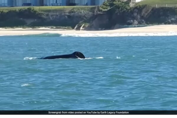 Killer Whale's Solo Attack On Great White Shark Stuns Researchers