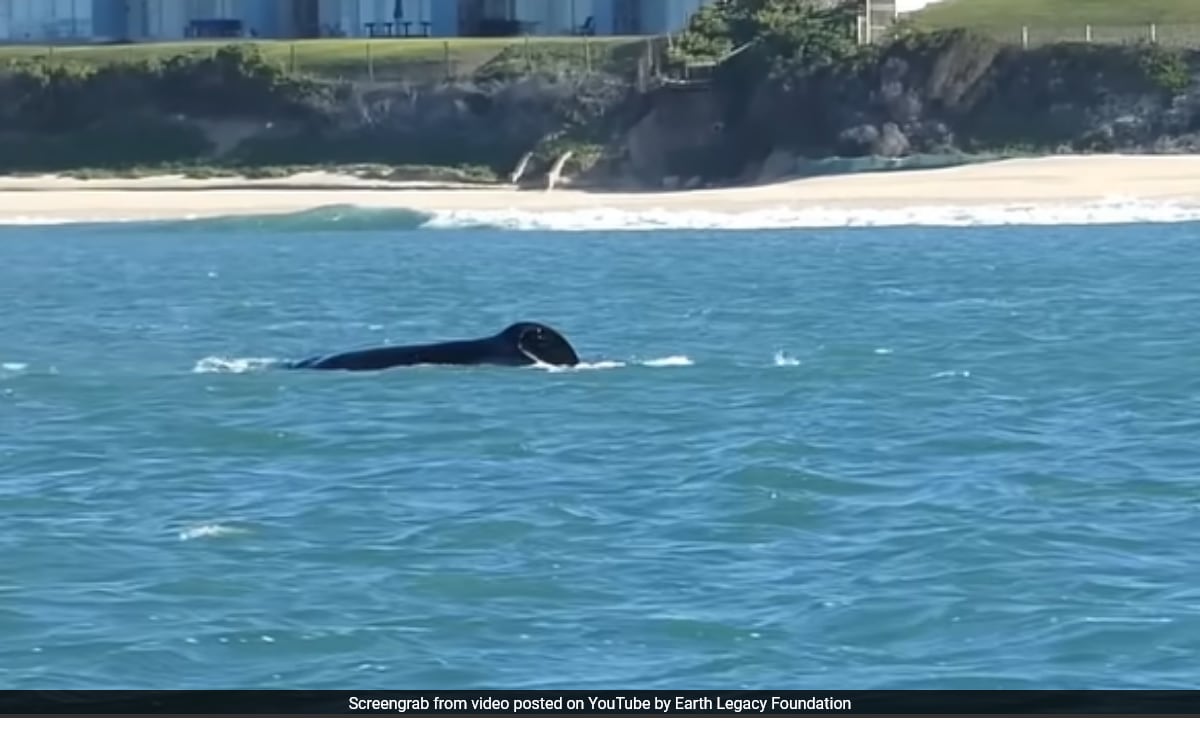 Killer Whale's Solo Attack On Great White Shark Stuns Researchers