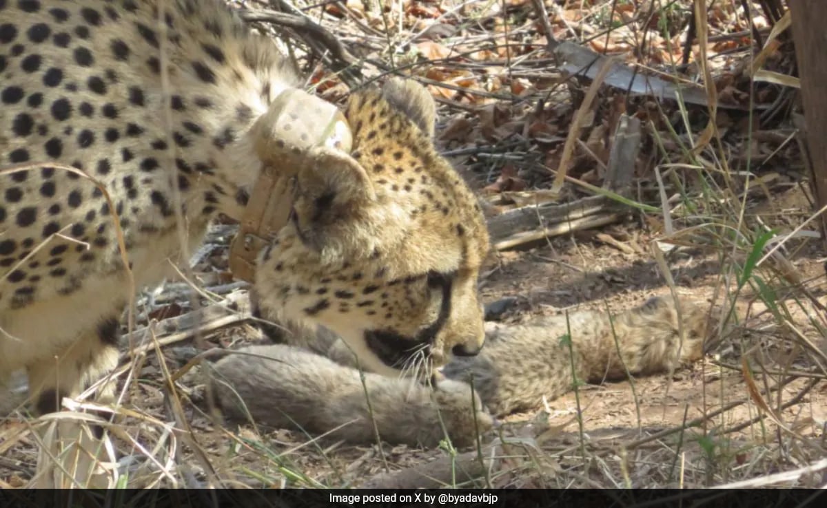 South African Cheetah Gives Birth To 5 Cubs, Number In Kuno Park Now 26