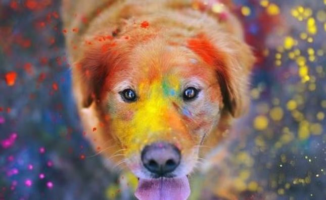 Here are some tips for an animal-friendly Holi from HSI/India