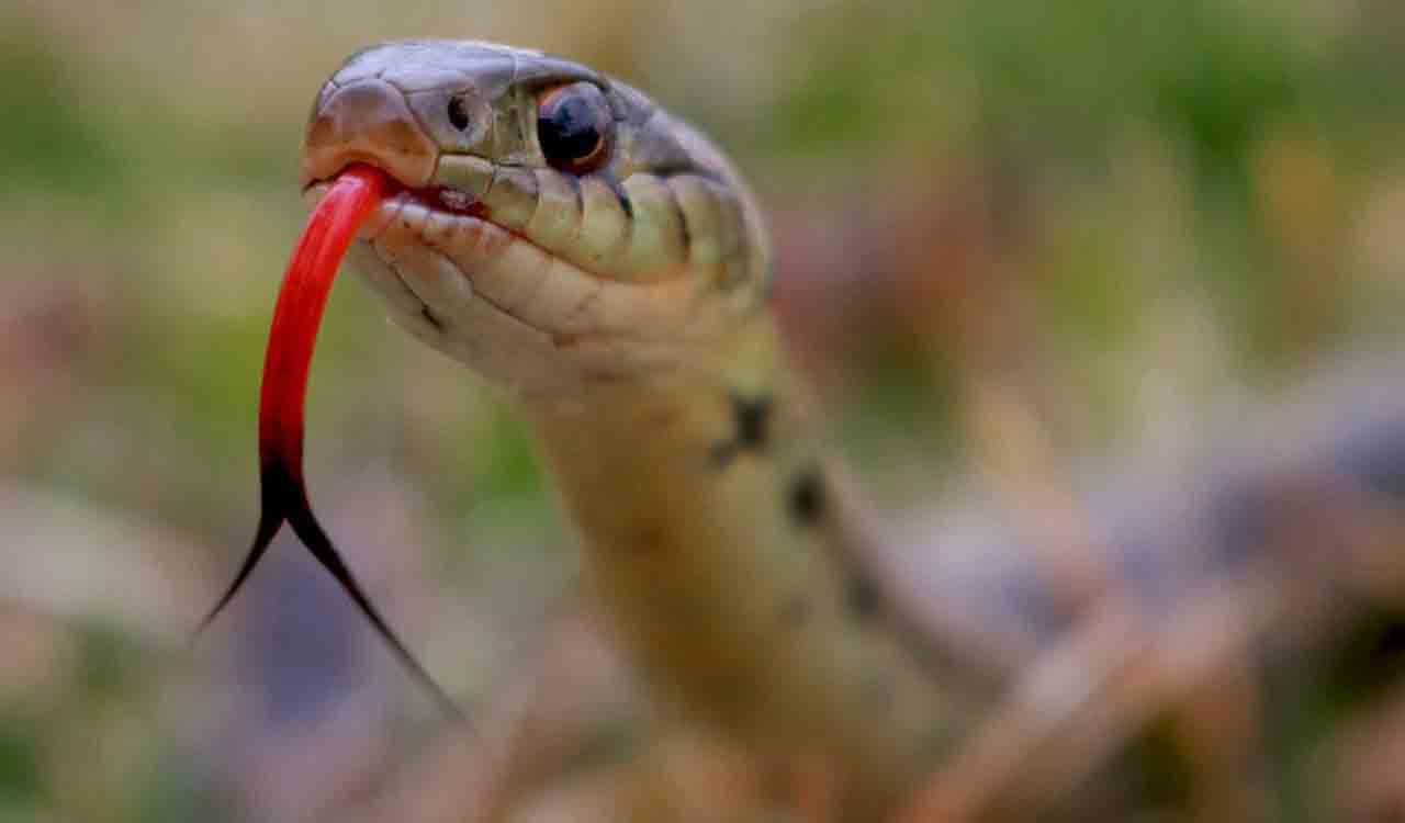 Class 10 student dies of snake bite in Bhongir