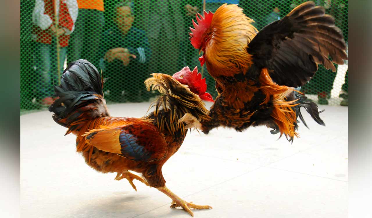 Cyberabad police bust rooster fight ring, arrest four